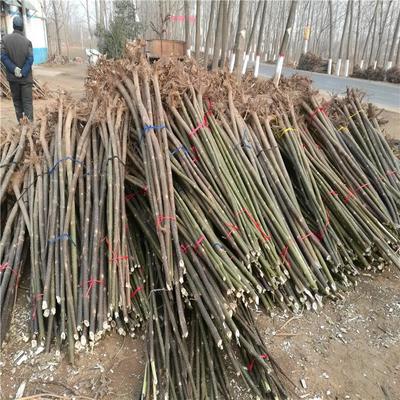 足章苗木種植基地 專(zhuān)業(yè)苗木種植與生態(tài)發(fā)展之路